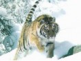 /album/galerie-photos/tigre-de-siberie-jpg/